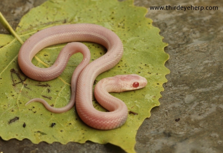 Nebraska White Plains Garter Snake